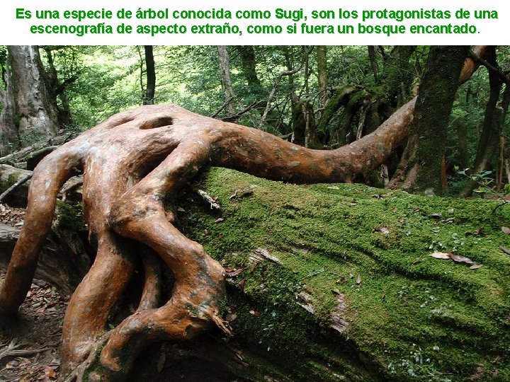 Es una especie de árbol conocida como Sugi, son los protagonistas de una escenografía