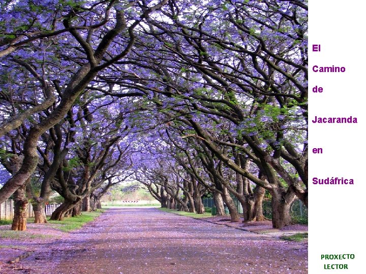 El Camino de Jacaranda en Sudáfrica PROXECTO LECTOR 