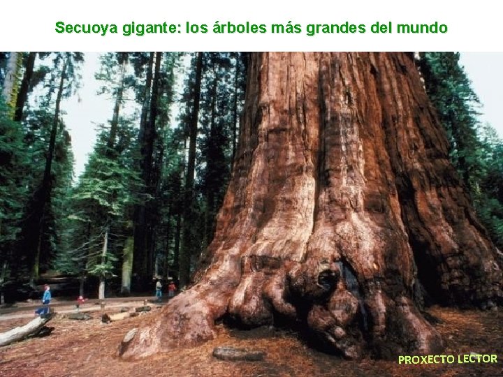 Secuoya gigante: los árboles más grandes del mundo PROXECTO LECTOR 