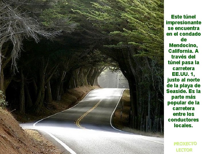 Este túnel impresionante se encuentra en el condado de Mendocino, California. A través del