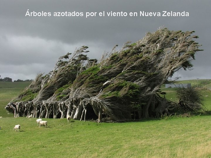 Árboles azotados por el viento en Nueva Zelanda 