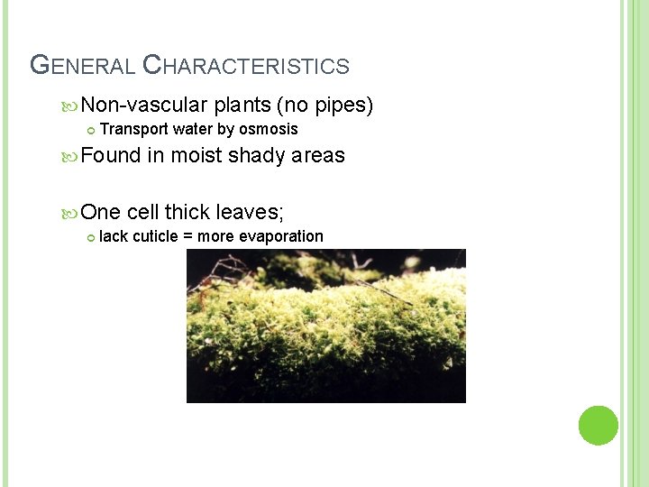 GENERAL CHARACTERISTICS Non-vascular Transport water by osmosis Found One plants (no pipes) in moist