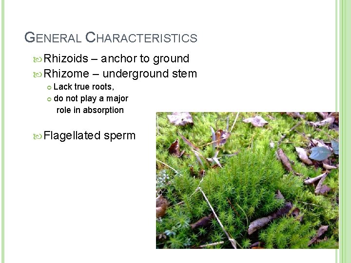 GENERAL CHARACTERISTICS Rhizoids – anchor to ground Rhizome – underground stem Lack true roots,