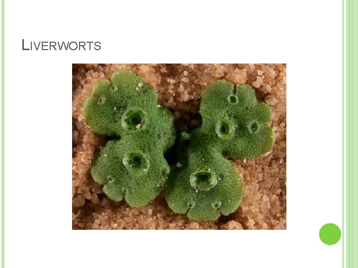 LIVERWORTS 