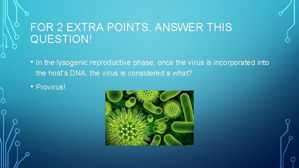 FOR 2 EXTRA POINTS, ANSWER THIS QUESTION! • In the lysogenic reproductive phase, once
