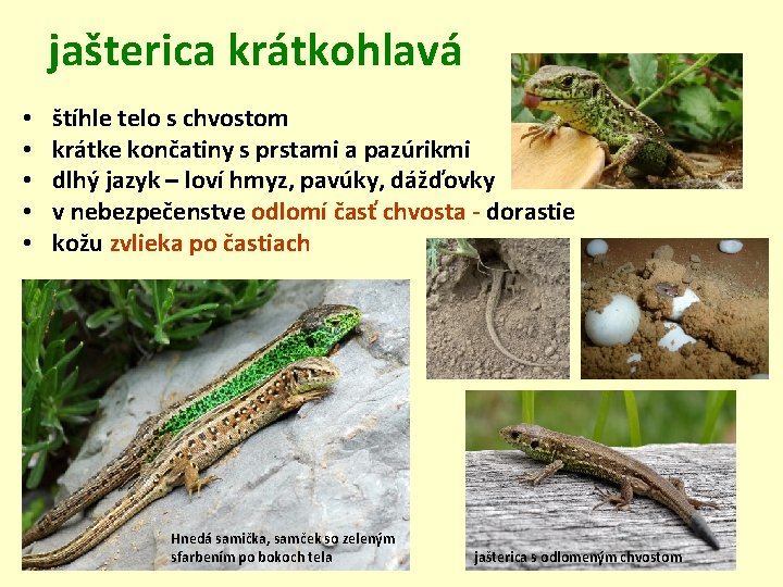 jašterica krátkohlavá • • • štíhle telo s chvostom krátke končatiny s prstami a