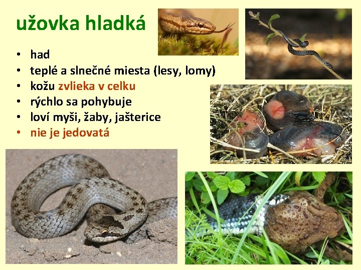 užovka hladká • • • had teplé a slnečné miesta (lesy, lomy) kožu zvlieka