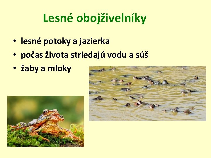 Lesné obojživelníky • lesné potoky a jazierka • počas života striedajú vodu a súš