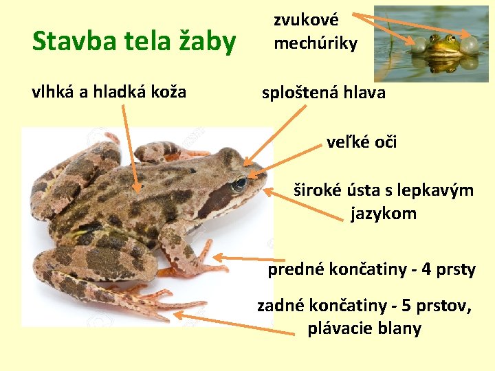 Stavba tela žaby vlhká a hladká koža zvukové mechúriky sploštená hlava veľké oči široké