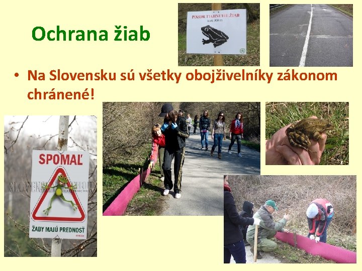 Ochrana žiab • Na Slovensku sú všetky obojživelníky zákonom chránené! 