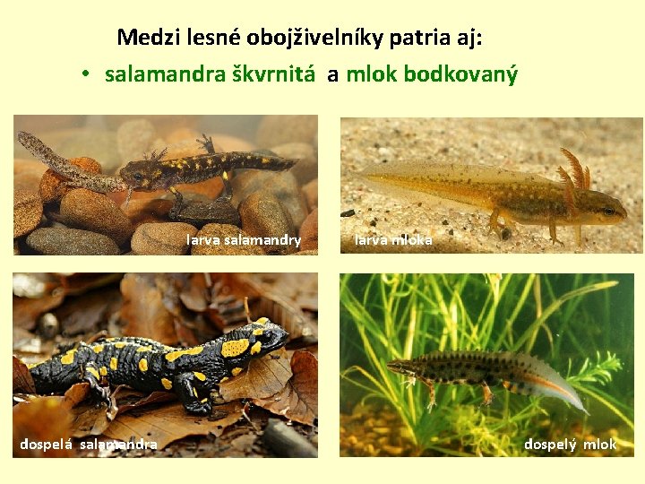 Medzi lesné obojživelníky patria aj: • salamandra škvrnitá a mlok bodkovaný larva salamandry dospelá