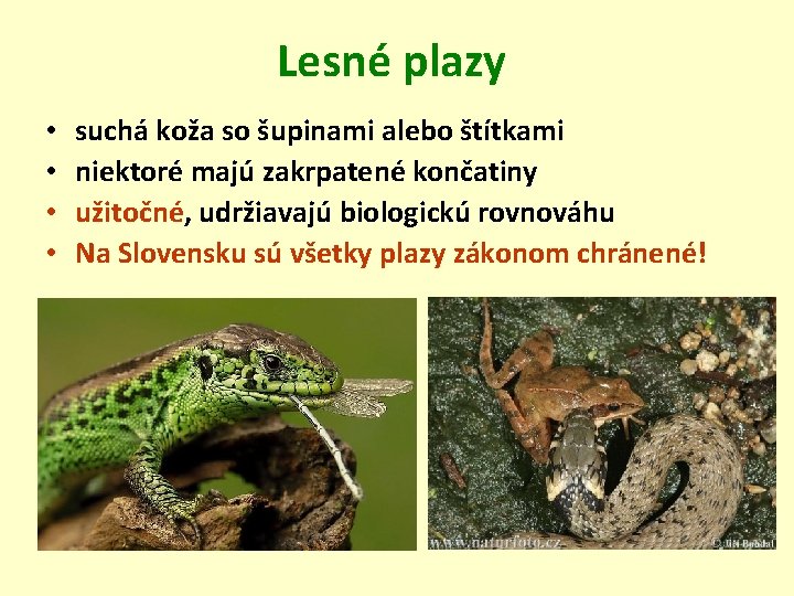 Lesné plazy • • suchá koža so šupinami alebo štítkami niektoré majú zakrpatené končatiny