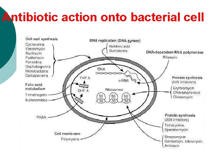 Antibiotic action onto bacterial cell 