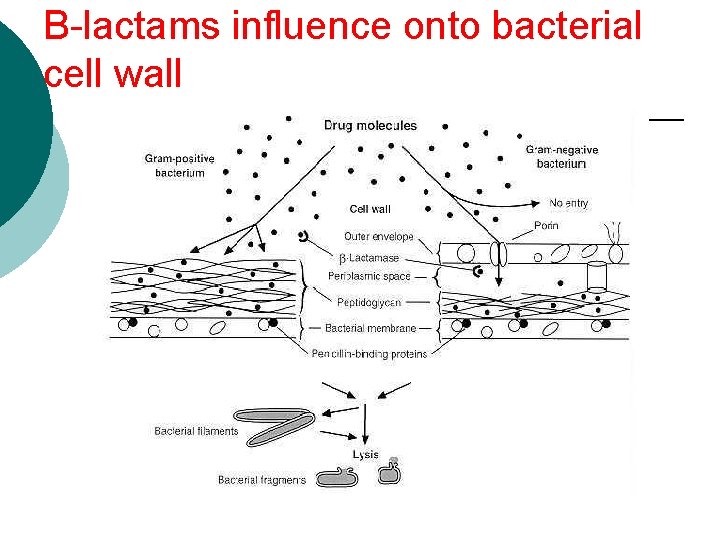 B-lactams influence onto bacterial cell wall 