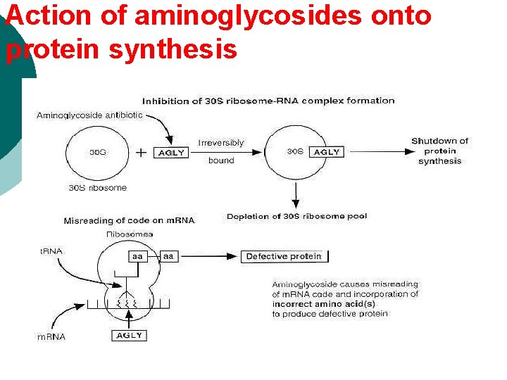 Action of aminoglycosides onto protein synthesis 