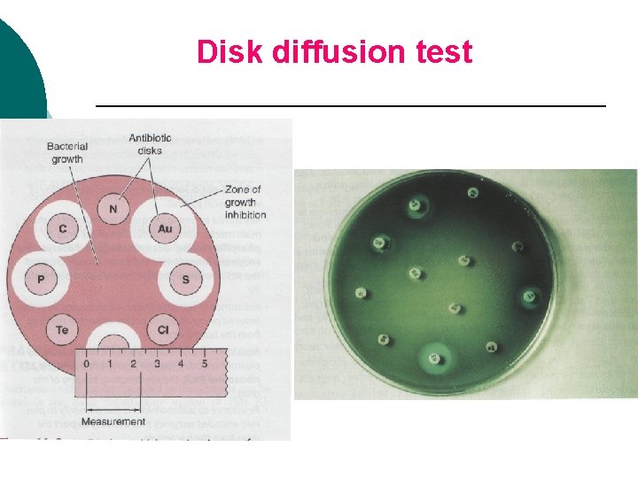 Disk diffusion test 