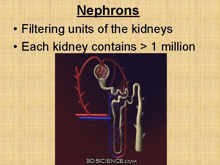 Nephrons • Filtering units of the kidneys • Each kidney contains > 1 million