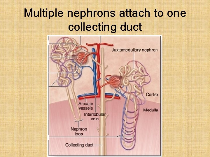 Multiple nephrons attach to one collecting duct 