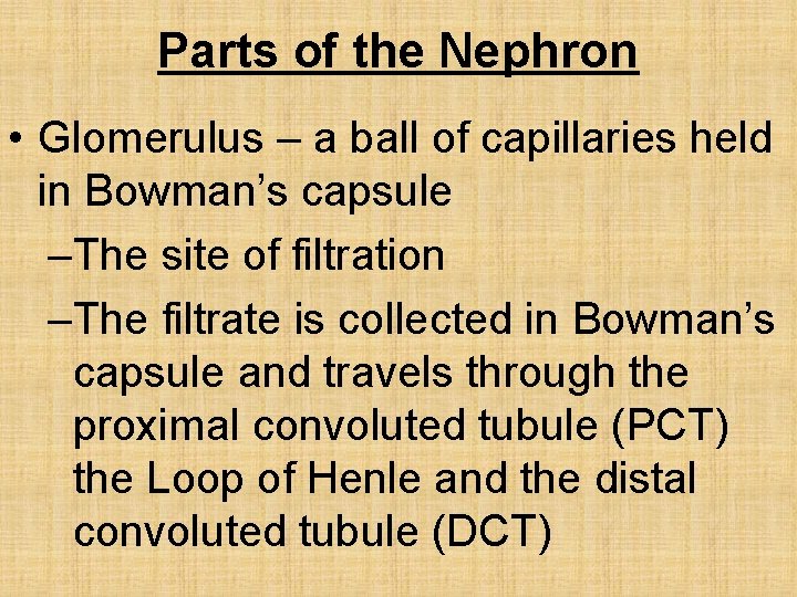 Parts of the Nephron • Glomerulus – a ball of capillaries held in Bowman’s