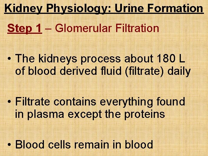 Kidney Physiology: Urine Formation Step 1 – Glomerular Filtration • The kidneys process about