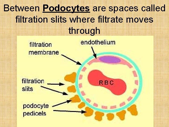 Between Podocytes are spaces called filtration slits where filtrate moves through 