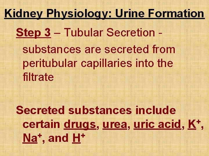 Kidney Physiology: Urine Formation Step 3 – Tubular Secretion substances are secreted from peritubular
