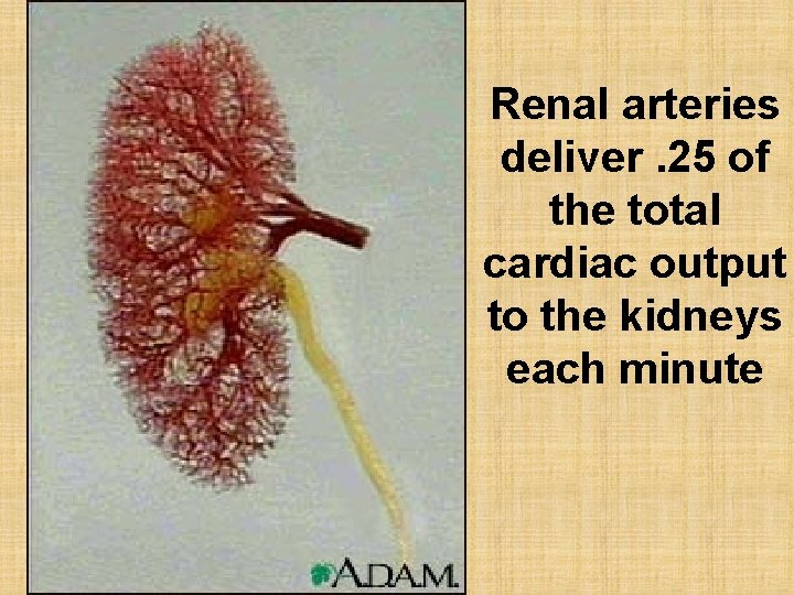 Renal arteries deliver. 25 of the total cardiac output to the kidneys each minute