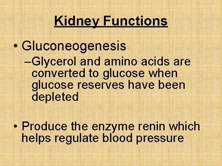 Kidney Functions • Gluconeogenesis –Glycerol and amino acids are converted to glucose when glucose