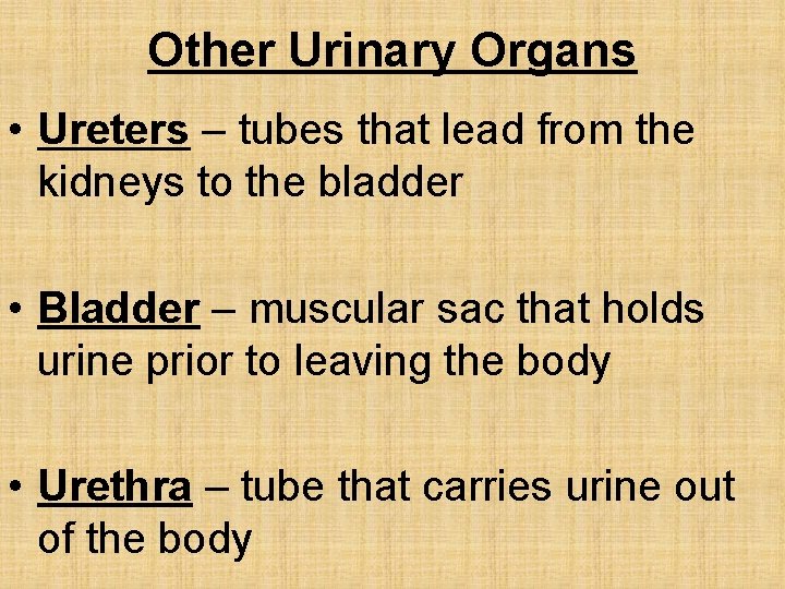 Other Urinary Organs • Ureters – tubes that lead from the kidneys to the