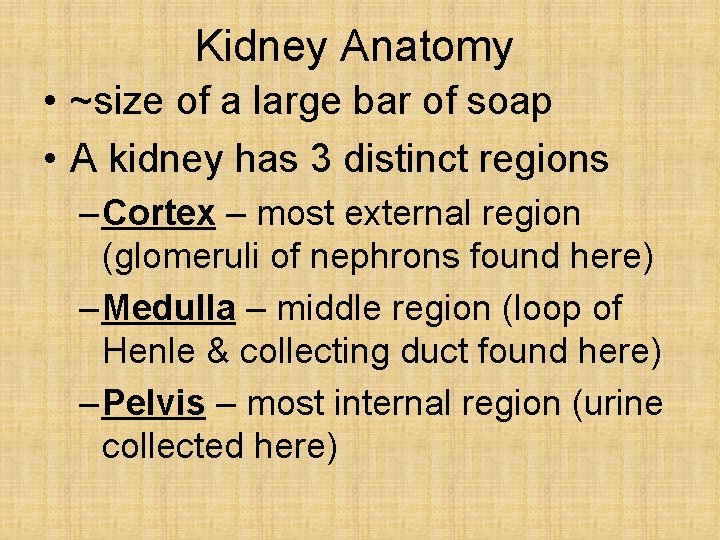 Kidney Anatomy • ~size of a large bar of soap • A kidney has