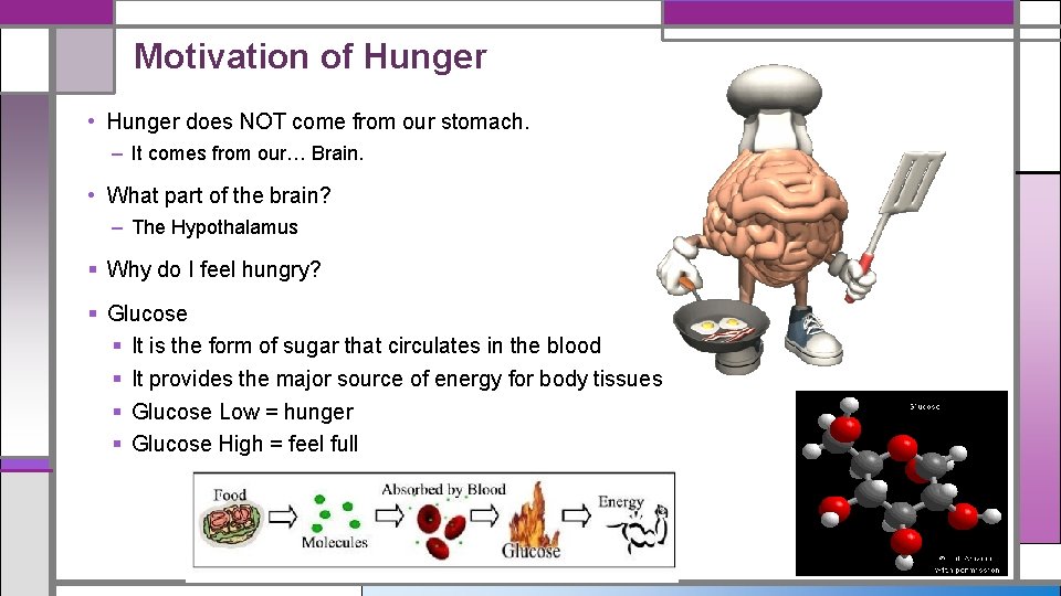 Motivation of Hunger • Hunger does NOT come from our stomach. – It comes