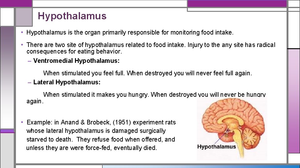 Hypothalamus • Hypothalamus is the organ primarily responsible for monitoring food intake. • There
