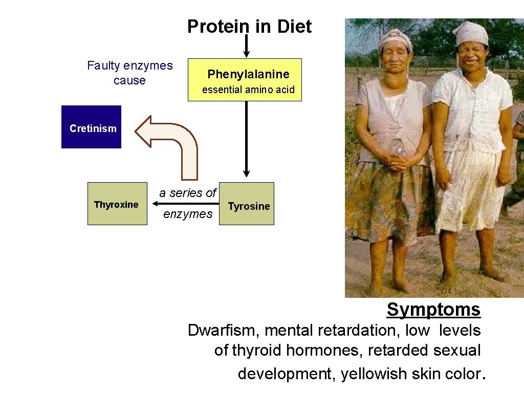 Protein in Diet Faulty enzymes cause Phenylalanine essential amino acid Cretinism Thyroxine a series