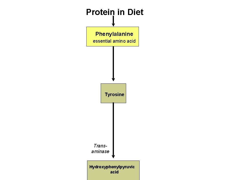 Protein in Diet Phenylalanine essential amino acid Tyrosine Transaminase Hydroxyphenylpyruvic acid 