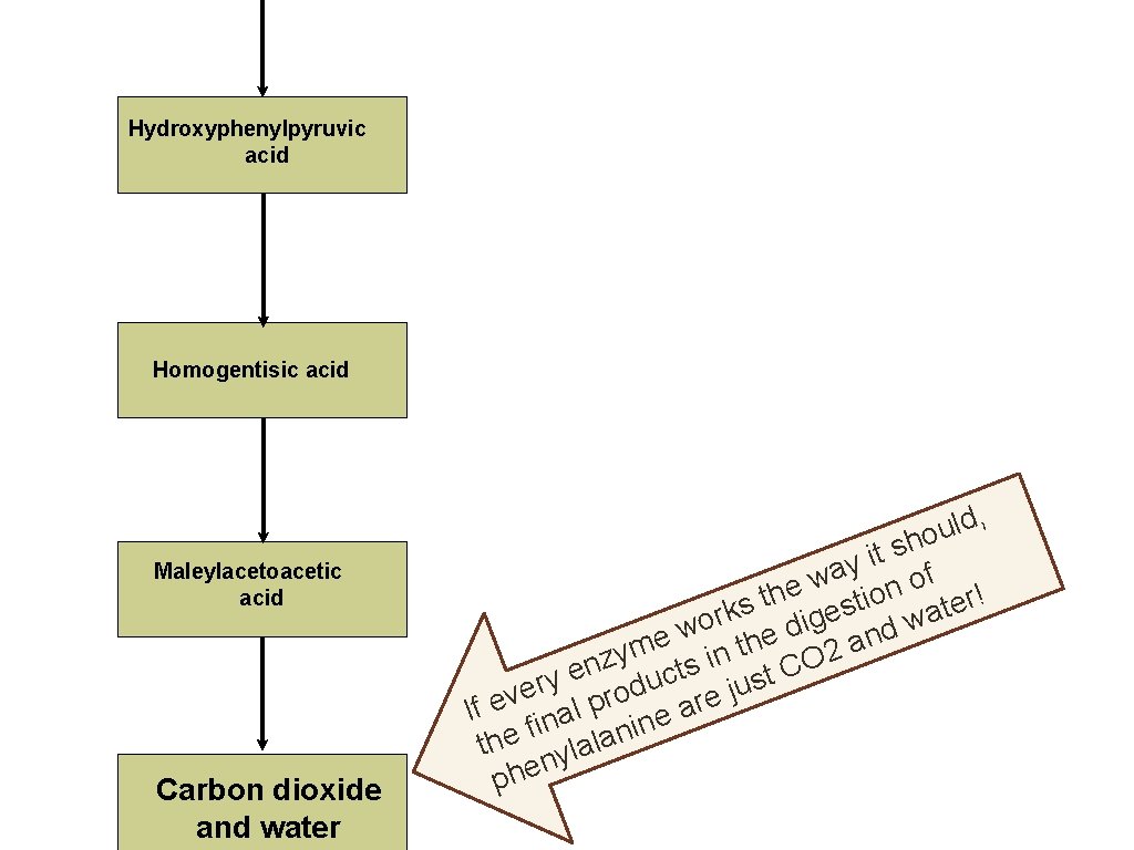 Hydroxyphenylpyruvic acid Homogentisic acid , d l ou Maleylacetoacetic acid Carbon dioxide and water
