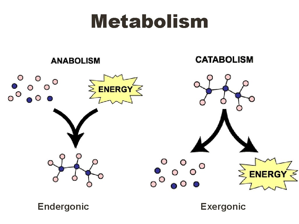 Metabolism Endergonic Exergonic 