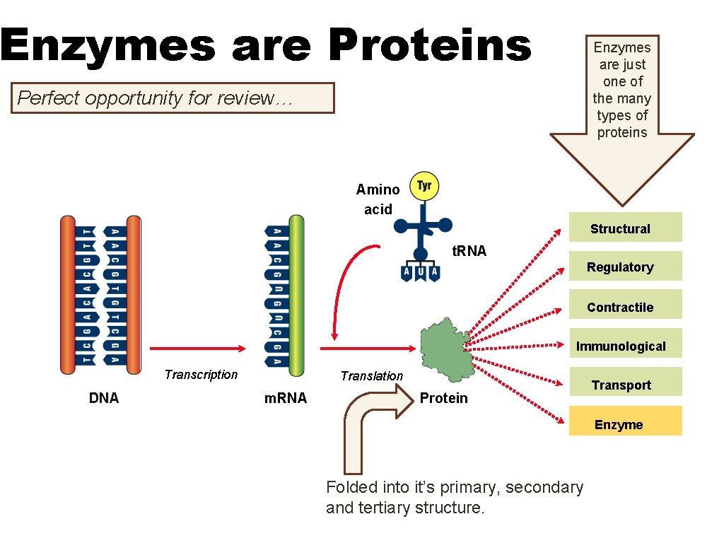 Enzymes are Proteins Enzymes are just one of the many types of proteins Perfect