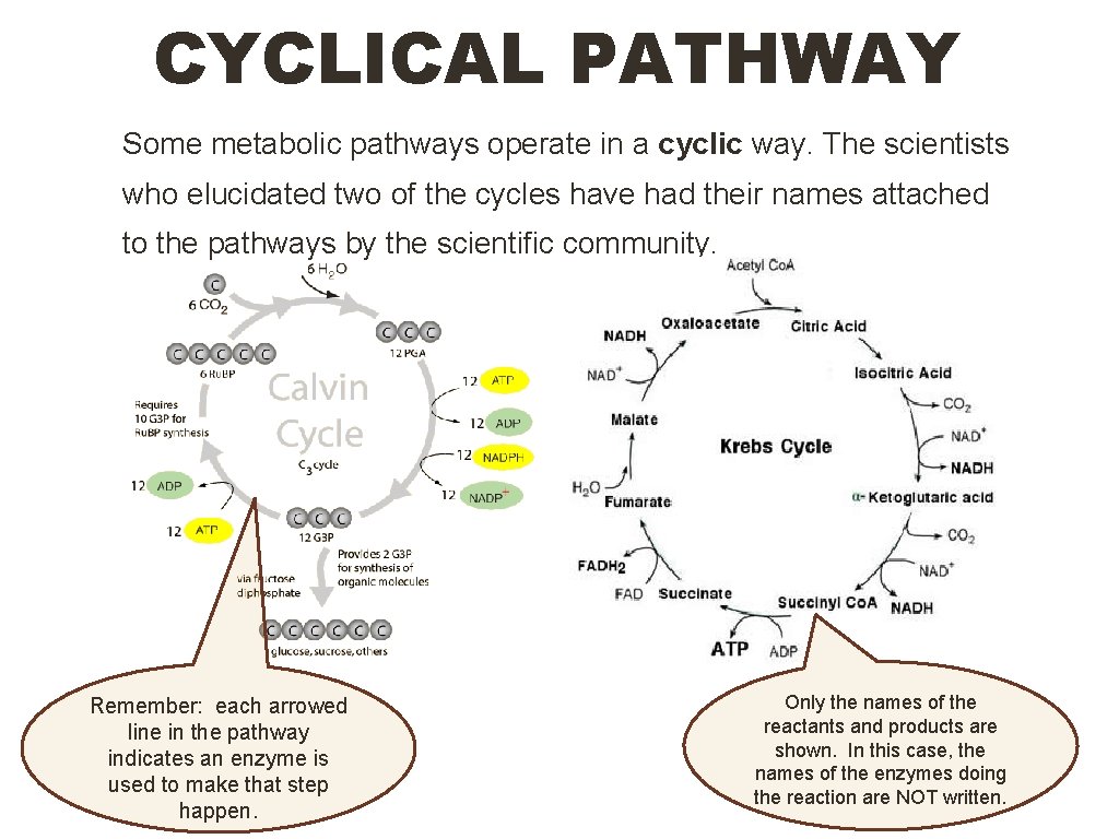 CYCLICAL PATHWAY Some metabolic pathways operate in a cyclic way. The scientists who elucidated