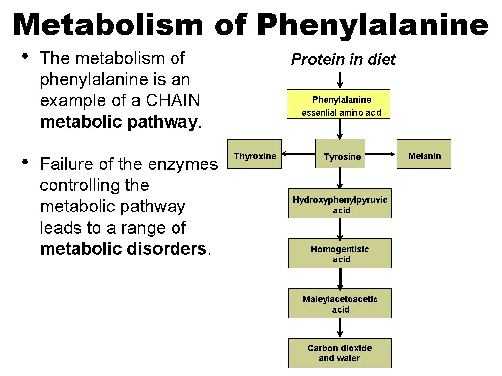 Metabolism of Phenylalanine • • The metabolism of phenylalanine is an example of a