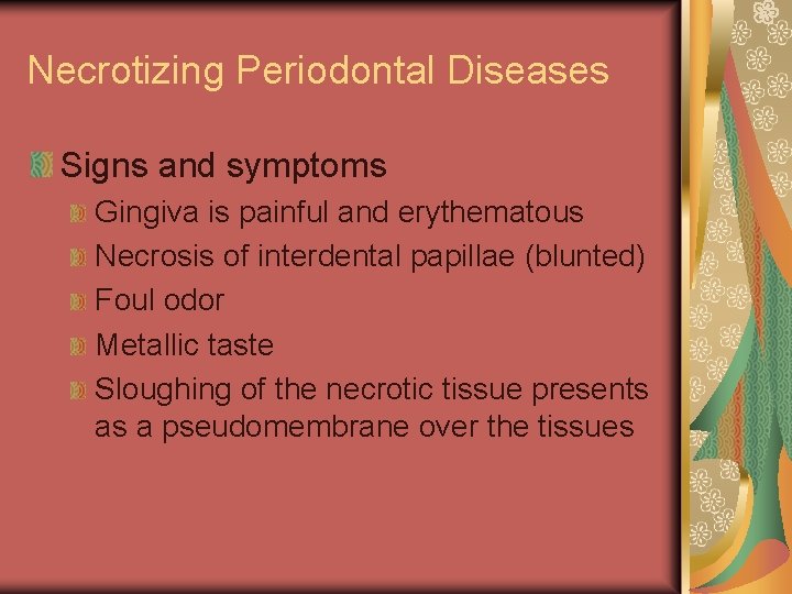 Necrotizing Periodontal Diseases Signs and symptoms Gingiva is painful and erythematous Necrosis of interdental