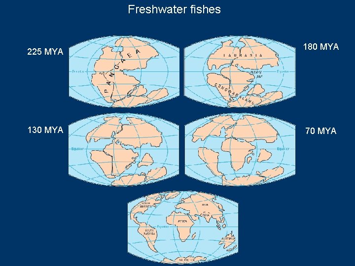 Freshwater fishes 225 MYA 130 MYA 180 MYA 70 MYA 