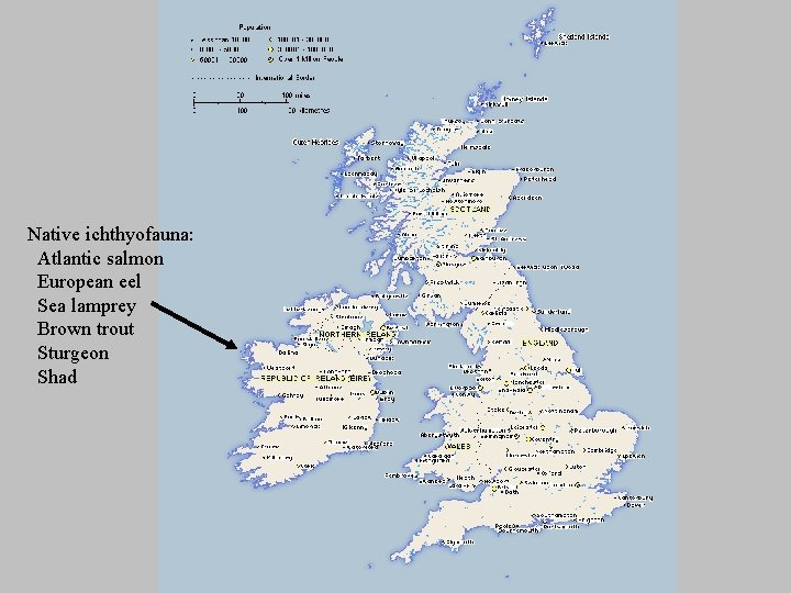 Native ichthyofauna: Atlantic salmon European eel Sea lamprey Brown trout Sturgeon Shad 
