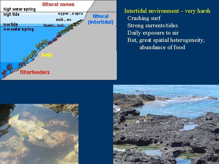 Intertidal environment – very harsh Crashing surf Strong currents/tides Daily exposure to air But,