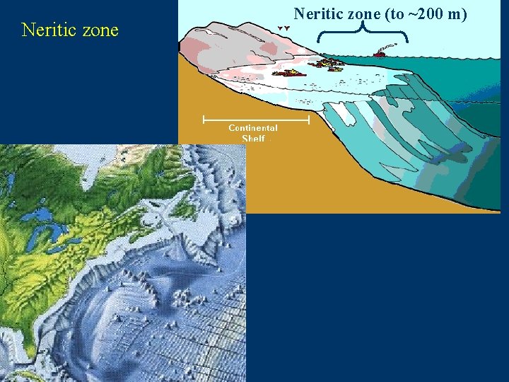 Neritic zone (to ~200 m) 