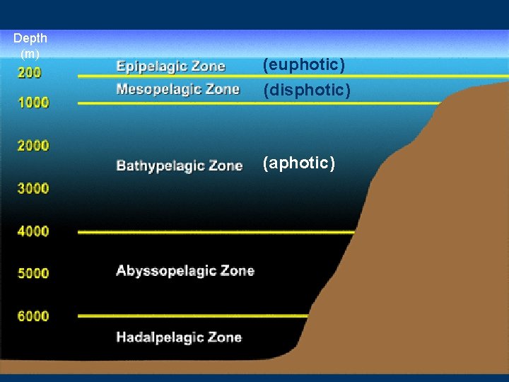 Depth (m) (euphotic) (disphotic) (aphotic) 