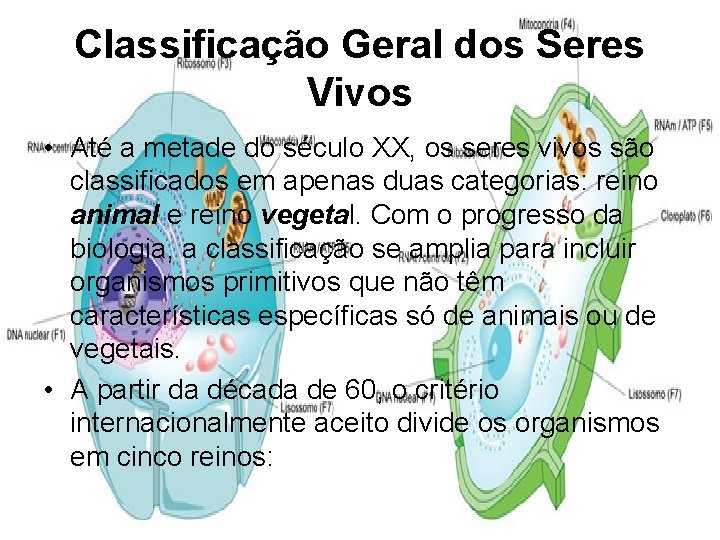 Classificação Geral dos Seres Vivos • Até a metade do século XX, os seres
