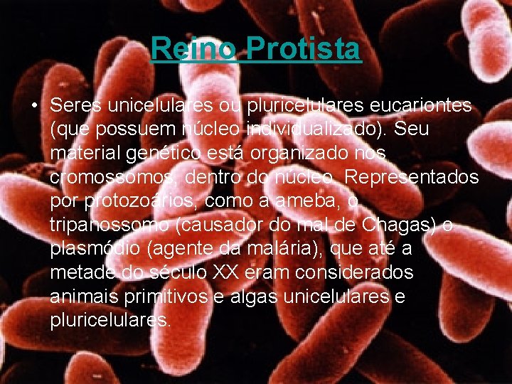 Reino Protista • Seres unicelulares ou pluricelulares eucariontes (que possuem núcleo individualizado). Seu material