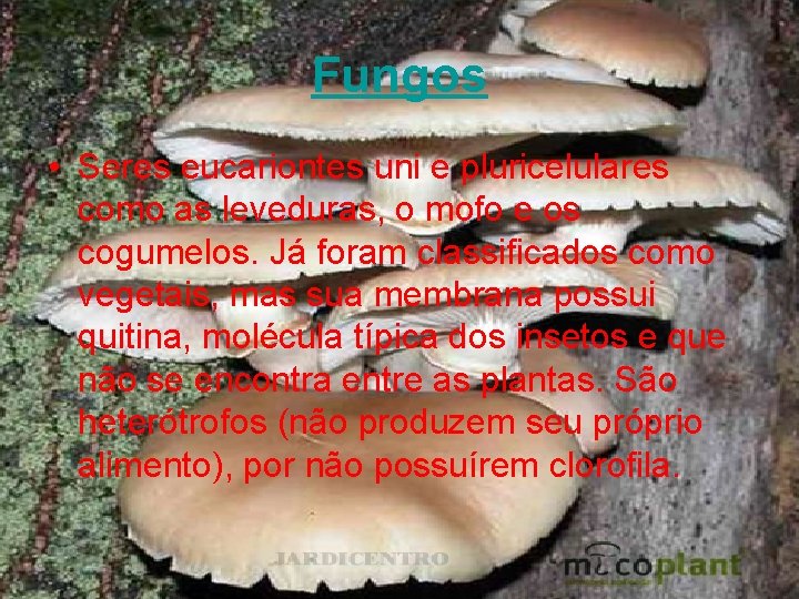 Fungos • Seres eucariontes uni e pluricelulares como as leveduras, o mofo e os