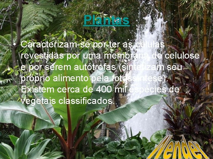 Plantas • Caracterizam-se por ter as células revestidas por uma membrana de celulose e