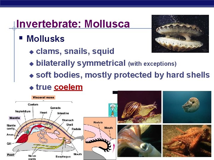 Invertebrate: Mollusca § Mollusks clams, snails, squid u bilaterally symmetrical (with exceptions) u soft